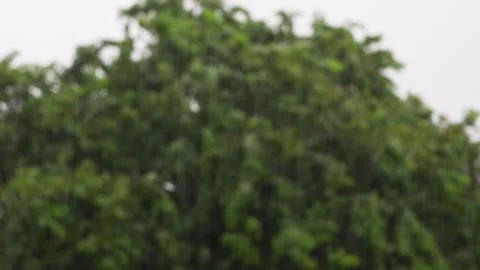 Blurred serene view of rainy forest, outside the yard Stock Footage 294940646