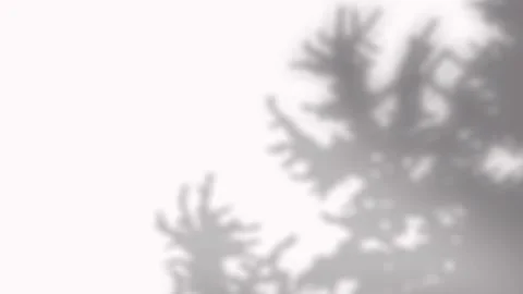 Blurred shadow of coniferous fir tree branch reflecting morning light on whit 動画素材 346907384