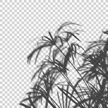 Blurred shadow overlay of an umbrella plant for aesthetic mockup presentati.. Stock Illustration