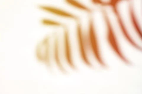 Blurred shadow of a palm tree on a white background Stock Photos
