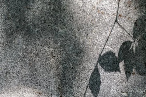 Blurred shadow of some leafs on a grey wall Stock Photos