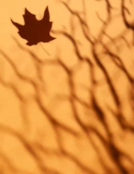Blurred shadow from tree branches and a falling maple leaf on a tan background Stock Photos