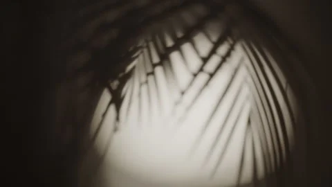 Blurred shadow of tropical palm leaves on the wall. Stock Footage 345502390