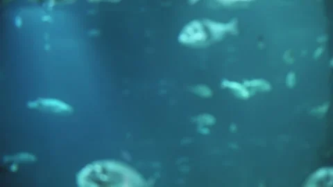Blurred shot of the underwater life. Different fish swim under the water and Stock Footage 246982624