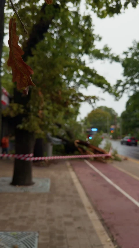 Blurred sidewalk beside tree-lined street with fallen branch, safety tape Stock Footage 345530922