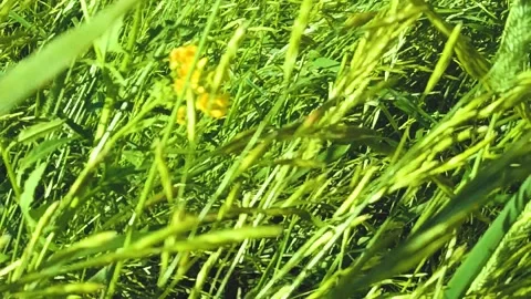 Blurred slow motion 4k video of grass. Stock Footage 155733607
