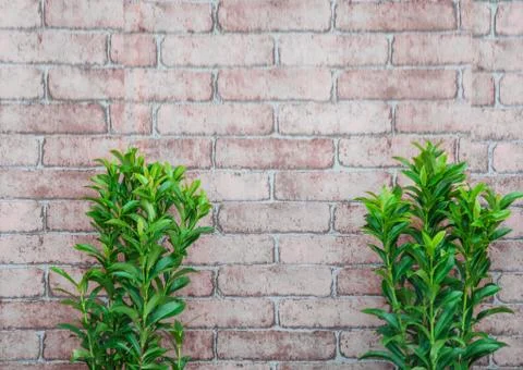 Blurred small trees on brick wall background. Stock Photos