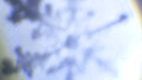 Blurred snowflake becomes clear on a light background Stock Footage 87302207