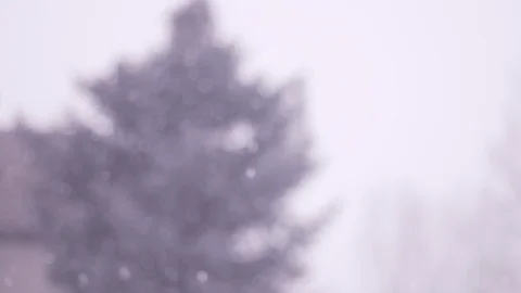 Blurred Snowing Rack Focus Pine Tree Stock Footage 87845568