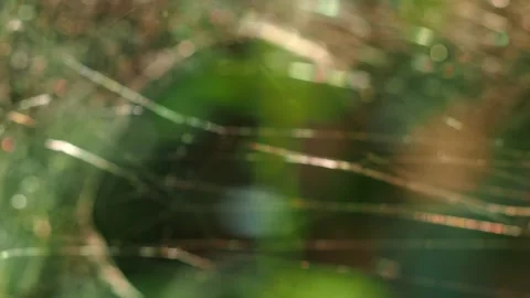 Blurred spider web is moving by wind in the morning , country side Chiangmai Tha Stock Footage 269627379