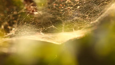 Blurred spider web with sunlight ,out door  Chiangmai Thailand Stock Footage 145960671