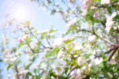 Blurred spring background. Cherry / apple tree in bloom against a blue spring Foto stock