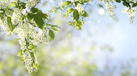 Blurred Spring background with copy space Stock Photos