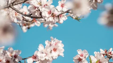 Blurred spring background of delicate blossoming branches of cherry, almond.. Stock Photos