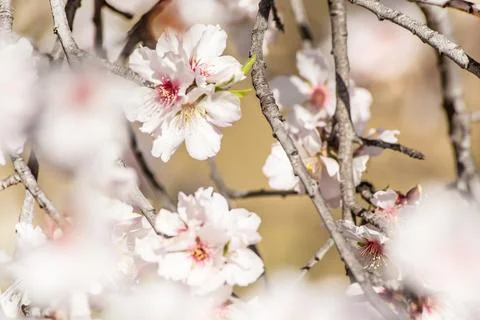 Blurred spring background of delicate blossoming branches of cherry, almond.. Stock Photos