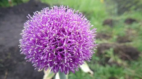 Blurred spring background. Garlic Blossom in the garden closeup Stock Footage 50934212