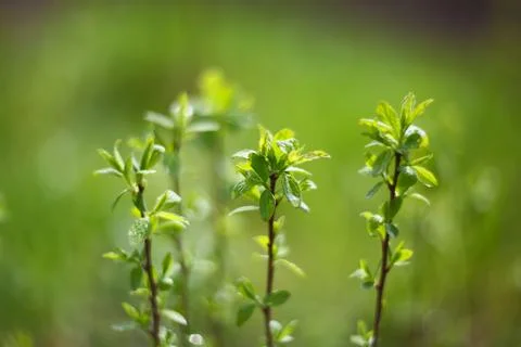 Blurred spring background Stock Photos