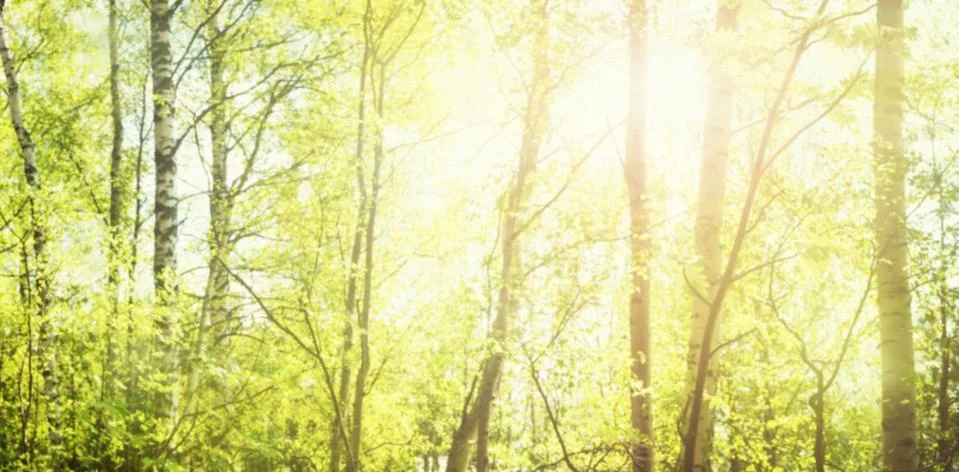 Blurred spring background Stock Photos