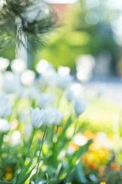 Blurred spring flowers background. Stock Photos