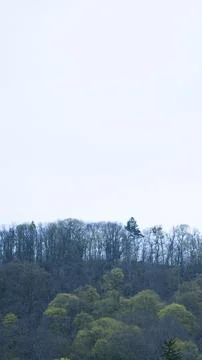 Blurred spring forest image with white sky in the background Stock Photos