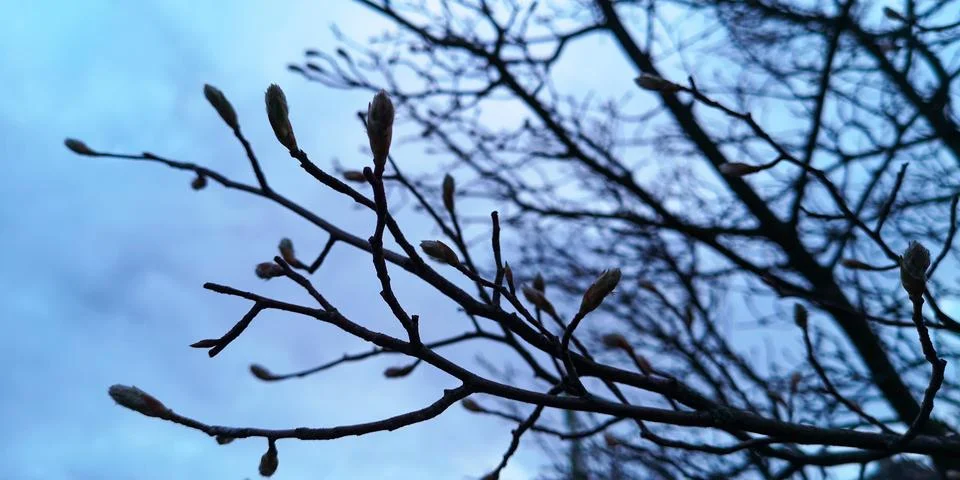Blurred spring tree branch with leaf buds,cloudy blue sky on twilight evening Stock Photos