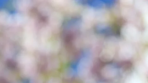Blurred springtime blossom tree in blue sky background Stock-Footage 169562104