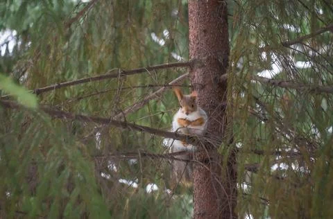 Blurred squirrel with winter fur on a tree in the forest. Selective focus Stock Photos