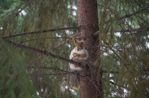 Blurred squirrel with winter fur on a tree in the forest. Selective focus Foto stock