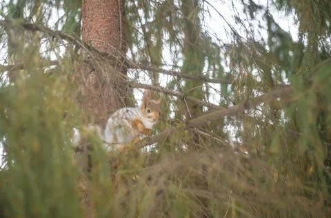 Blurred squirrel with winter fur on a tree in the forest. Selective focus Stock Photos