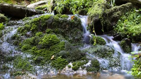 Blurred stream of a mountain stream flowing over moss and stones. Stock Photos