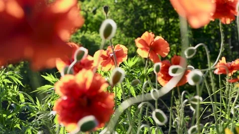 Blurred summer background. Beautiful red poppies in the wind on a Sunny day. Stock Footage 134366605