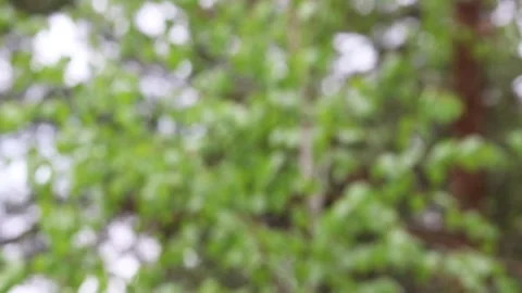 Blurred summer background - birch branches with leaves sway in the wind. Video stock 130512402