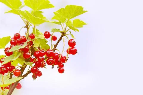 Blurred summer background red currant bush in the garden of selective focus on a Stock Photos
