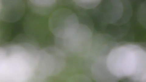Blurred sunlight through green sway leaves Stock Footage 296574309