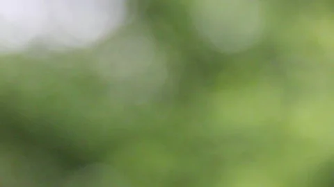 Blurred sunlight through sway leaves by wind Stock Footage 296572409