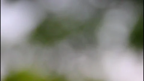 Blurred sunlights through leaves Stock Footage 294323323