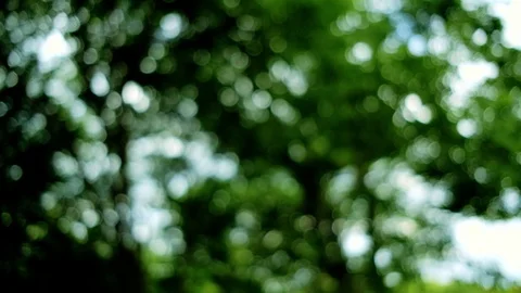 Blurred of the swaying in the wind of the leaves Stock Footage 118290245