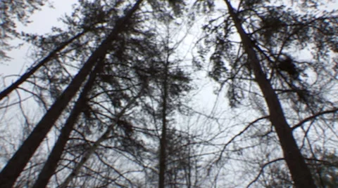 Blurred Tall Pine Trees Panning Shot Stock Footage 48093538