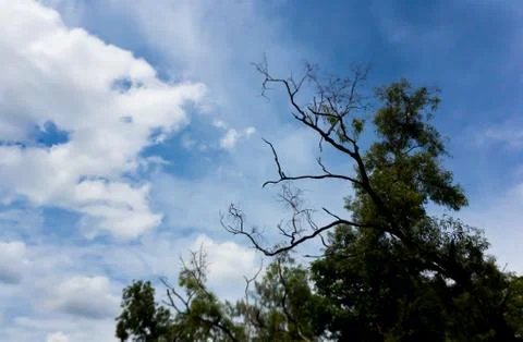 Blurred top of tree 스톡 사진