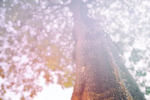 Blurred Top View of Big Tree in the Park with White Light Leak. Stock Photos