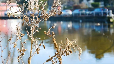 Blurred traffic with bus reflection in the pond behind dry flower Stock Footage 104257068
