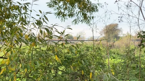 Blurred Train Passing Behind Riverside Vegetation Video stock 320831111
