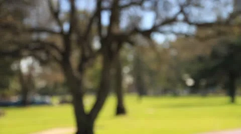 Blurred tree background 9643 Stock Footage 20615607