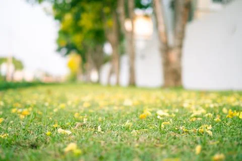 Blurred tree background, lawn close up with flowers fading in the evening Foto stock