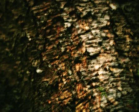 Blurred tree bark Stock Photos