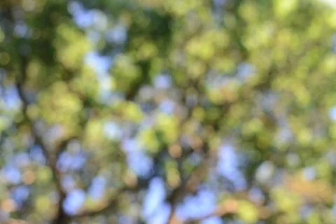 Blurred Tree Branch Background with Retro Instagram Style Filter Foto stock