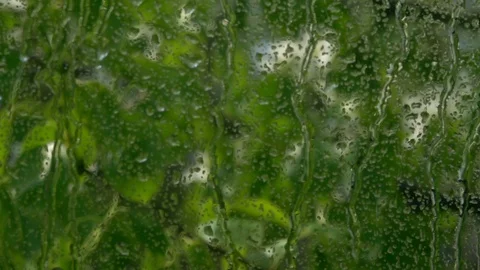 Blurred tree branches, waving in wind behind rainy window. Stock Footage 90566667