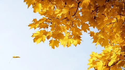 Blurred Tree branches with yellow maple leaves against the blue sky. Stock Photos