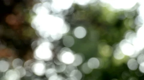 Blurred, tree foliage lights background Stock Footage 56492454