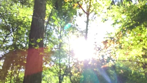 Blurred tree Stock-Footage 318810636